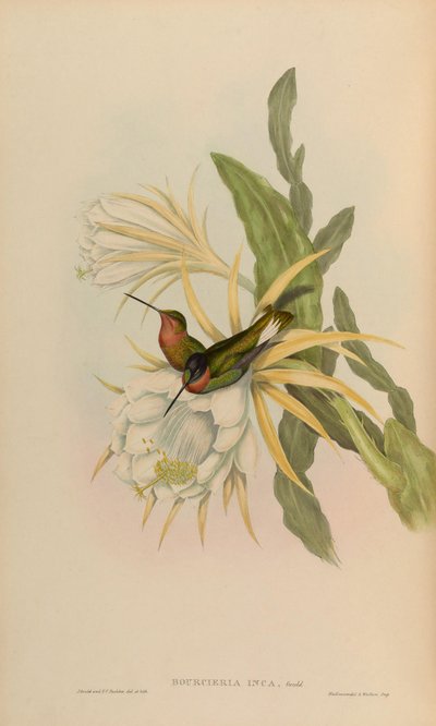Bourciera inca by John Gould